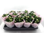 Kalanchoe gefüllt rosa