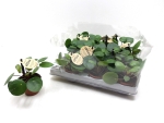 Mini Pilea peperomioides