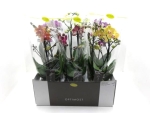 Phalaenopsis "Optimost" 3 Rispen Mix