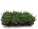 Saxifraga arendsii rot