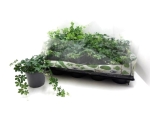 Cissus striata