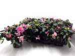 Azaleen 17-20 cm rosa