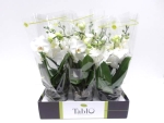 Phalaenopsis "Tablo" 2 Rispen weiß