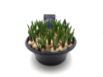Zwiebelschale Muscari blau