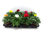 Ranunculus Mix