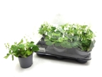 Oxalis regnelli