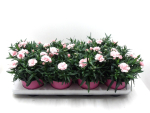 Dianthus car. zartrosa
