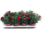 Dianthus caryophyllus rot