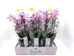 Phalaenopsis "Bouquetto" 3-4 Rispen rosa mit gelber Lippe