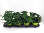 Argyranthemum frut. weiß