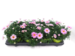 Argyranthemum frut. rosa