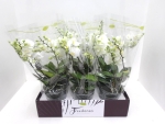 Phalaenopsis "Freedanzo" 4+ Rispen weiß