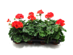 Pelargonium zonale rot