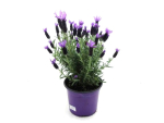 Lavandula stoechas Kübel