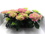 Hydrangea macr. pink