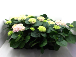 Hydrangea macr. "Sternchen" rosa