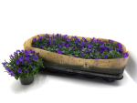 Campanula "Get Mee" blau