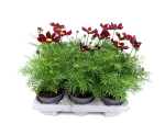 Cosmos bip. rot