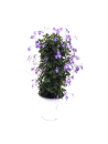 Streptocarpus saxorum Säule
