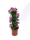 Pelargonium pelt. Säule