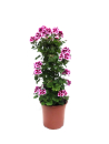 Pelargonium grand. Säule