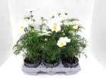 Cosmos bip. weiß