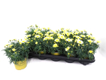 Argyranthemum frut. gelb