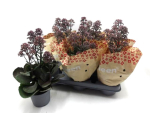 Kalanchoe "Surprising Canyon"