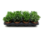 Crassula Mix