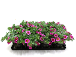 Calibrachoa