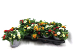 Lantana camara Trio