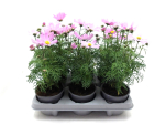 Cosmos bip. rosa