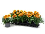 Tagetes