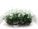 Diascia weiß