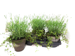 Lavendel + Mühlenbeckia Tontopf