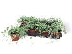 Dichondra