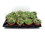 Sempervivum arach.