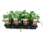 Fragaria "Summer Freeze Rose"