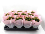 Kalanchoe rosa ungefüllt