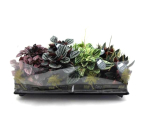 Peperomia Mix