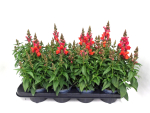Antirrhinum  majus orange