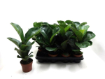 Ficus lyrata Bambino