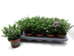 Cuphea hyssop. flieder