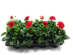 Dahlien rot