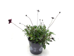 Cosmos "Chocamoca" Kübel