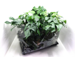 Monstera minima
