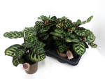Calathea makoyana