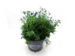 Delphinium Kübel "Blauer Zwerg"