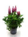 Lupinus Kübel