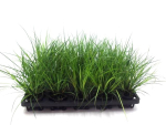 Carex brunnea